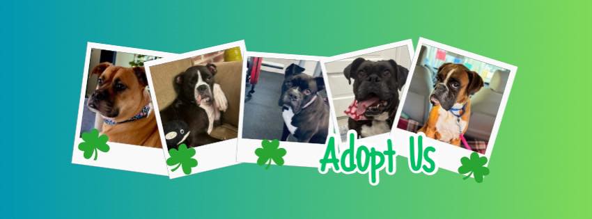 You are currently viewing Rescue in Full Bloom